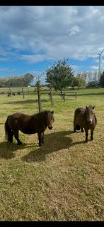 2 mini shetlander gereserveerd tm maandag, Dieren en Toebehoren, Pony's, Meerdere dieren, Onbeleerd, A pony (tot 1.17m)
