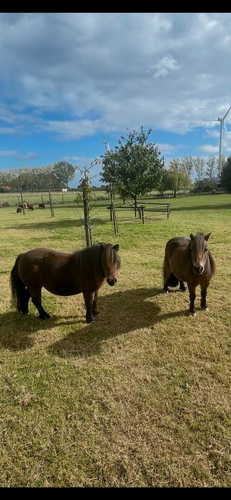2 mini shetlander gereserveerd tm maandag, Dieren en Toebehoren, Pony's, Meerdere dieren, Onbeleerd, A pony (tot 1.17m)