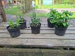 Kruidenplanten, biologisch, diverse soorten, Ophalen, Volle zon, Vaste plant, Kruiden