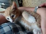 Boerderij kittens te koop, rode katers en schildpad poezen, Dieren en Toebehoren