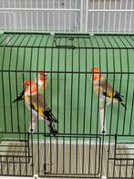 Major putters 2025, Mannelijk, Wildzangvogel, Geringd