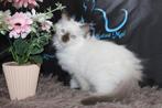 Ragdoll kittens met Stamboom, Dieren en Toebehoren, Katten en Kittens | Raskatten | Langhaar, Meerdere dieren, Gechipt