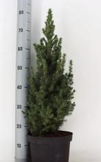 Picea glauca conica kerstboompje 80 cm, Tuin en Terras, Ophalen of Verzenden, Overige soorten, Volle zon