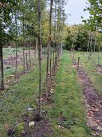 Gleditsia triancanthos/ valse christusdoorn hoogstam., Ophalen, Volle zon, Overige soorten, 250 tot 400 cm