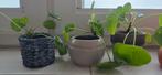 Pannekoeken plant mini, Ophalen, Eenjarig, Groenteplanten, Volle zon