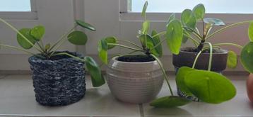 Pannekoeken plant mini beschikbaar voor biedingen