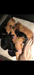 Cocker spaniel puppy’s, Ophalen of Verzenden