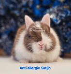 DE ENIGE ECHTE MINI LOFFELOHR KONIJNTJES, Dieren en Toebehoren, Meerdere dieren, Dwerg, 0 tot 2 jaar