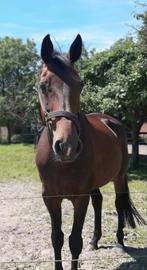 Verzorger 18+. gezocht omg. Markelo, Verzorging of Verzorgpony's