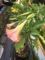 Brugmansia engelentrompet trompetbloem roze, Tuin en Terras, Ophalen of Verzenden, Zomer, Overige soorten, Volle zon