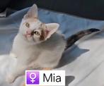 Super knuffelige ½Maine Coon poesjes, mogen direct verhuizen, Meerdere dieren, Ontwormd, 0 tot 2 jaar