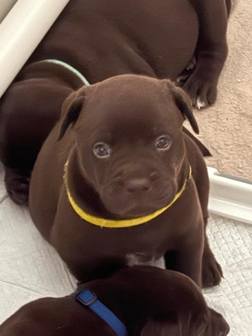 Unieke kruising! New bullador – 9 prachtige pups geboren!, Dieren en Toebehoren, Honden | Dekreuen, Meerdere dieren, Particulier