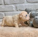 Franse bulldog pups bigrope (reutje), Dieren en Toebehoren, Rabiës (hondsdolheid), 8 tot 15 weken, Bulldog, Meerdere