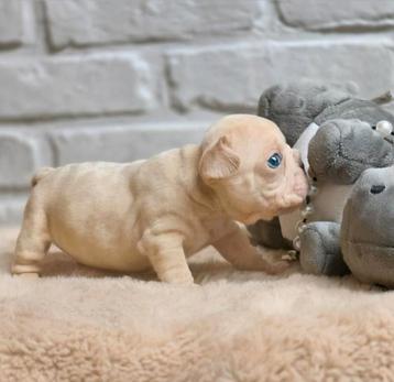 Franse bulldog pups bigrope (reutje) beschikbaar voor biedingen