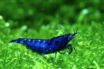 Blue Dream Neocaridina Shrimp – High Grade, Aquarium Fish, Ophalen of Verzenden, Nieuw, Overige typen