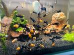 Diverse vissen te koop, oa Molly’s en guppen, Dieren en Toebehoren, Vissen | Aquariumvissen, Zoetwatervis, Vis