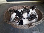 Boerenfox puppy's geboren op onze boerderij teefjes reutjes, Dieren en Toebehoren, Overige rassen, CDV (hondenziekte), 8 tot 15 weken