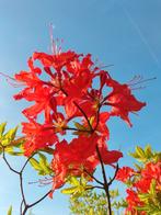Azalea molis, Ophalen, Volle zon, Overige soorten, 250 tot 400 cm