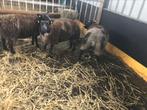 Te Koop twee bonte lamm, Mannelijk, Schaap, 0 tot 2 jaar
