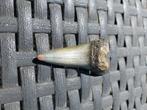 Te koop fossiele haaientand 5 centimeter groot, Ophalen of Verzenden, Fossiel