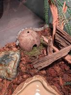 Terrarium 40x40 inclusief korenslang, Dieren en Toebehoren, Reptielen en Amfibieën, Slang, Met terrarium, 0 tot 2 jaar