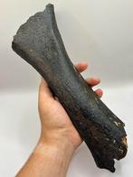Dijbeen juvenile Wolharige Mammoet, Verzamelen, Mineralen en Fossielen, Ophalen of Verzenden, Fossiel