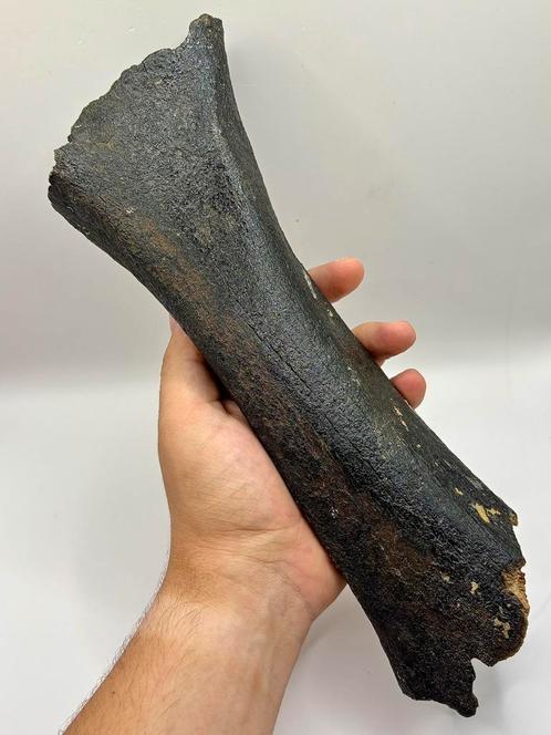 Dijbeen juvenile Wolharige Mammoet, Verzamelen, Mineralen en Fossielen, Fossiel, Ophalen of Verzenden