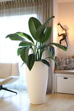 Elho Pure Soft Round High 50 Bloempot (79 L), Ophalen, Halfschaduw, Minder dan 100 cm