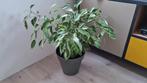 Ficus benjamini, Ophalen, Ficus, Halfschaduw, Minder dan 100 cm