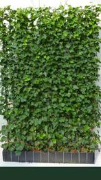 Kant en klaar Haag - Hedera schermen - Hedera Rek, Vaste plant, Ophalen of Verzenden, Bloeit niet, Halfschaduw