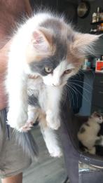 Maicoon Kittens, Poes, Gechipt, 0 tot 2 jaar