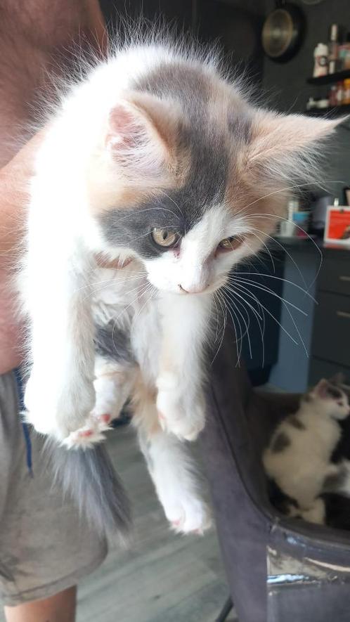Maicoon Kittens, Dieren en Toebehoren, Katten en Kittens | Raskatten | Langhaar, Poes, 0 tot 2 jaar, Gechipt, Ontwormd, Ingeënt