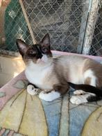 MJM Dogs Foundation: Sara is nog beschikbaar., Dieren en Toebehoren, Katten en Kittens | Overige Katten, Poes, Kortharig, 0 tot 2 jaar