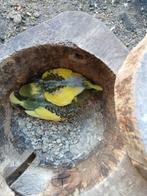 Jonge grasparkieten, Dieren en Toebehoren, Vogels | Parkieten en Papegaaien, Meerdere dieren, Parkiet