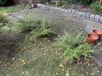 Buxuskamperfoelie - 3 stuks, Tuin en Terras, Ophalen, Overige soorten, Struik, Minder dan 100 cm