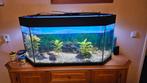 Gratis Aquarium, Dieren en Toebehoren, Vissen | Aquaria en Toebehoren, Ophalen, Gevuld zoetwateraquarium