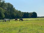 Pensionstal met weidegang, Weidegang, 2 of 3 paarden of pony's