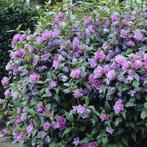 hibiscus blauw roze €1, Ophalen of Verzenden, Zomer, Overige soorten, Volle zon