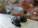 Baby Blue Mystery Snails., Dieren en Toebehoren, Vissen | Aquariumvissen, Vis