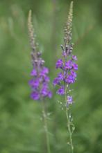 5 x linaria purpurea plantjes, Ophalen, Volle zon, Groenteplanten, Eenjarig