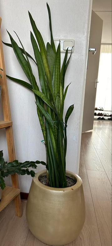 Kamerplant sansevieria bijna 20 jaar oud met pot 