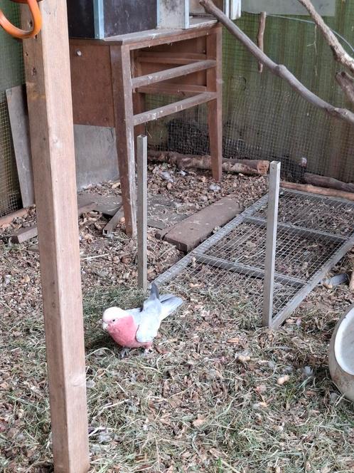 Mooi stel roze kaketoes, Dieren en Toebehoren, Vogels | Parkieten en Papegaaien, Papegaai, Meerdere dieren, Tam