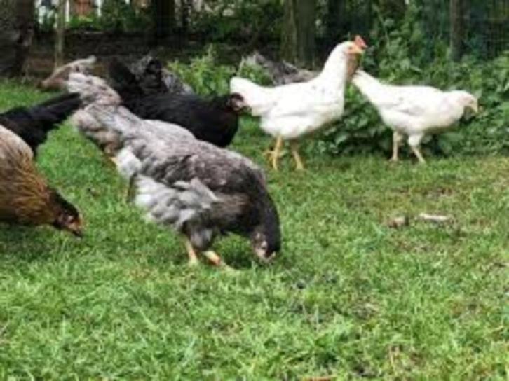 Araucana kippen leggen GROENE Eieren., Dieren en Toebehoren, Pluimvee, Kip, Vrouwelijk