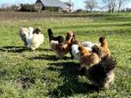 Jonge tamme zijdehoen kriel kippen, gesekst en ingeënt, Dieren en Toebehoren, Pluimvee, Vrouwelijk, Kip