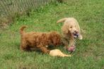 Vrolijke Medium Goldendoodle pups, Poedel, Nederland, CDV (hondenziekte), 8 tot 15 weken