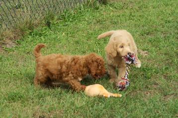 Vrolijke Medium Goldendoodle pups beschikbaar voor biedingen
