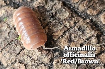 Armadillo officinalis 'Red/Brown' beschikbaar voor biedingen