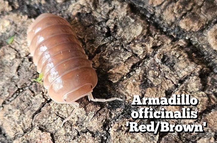 Armadillo officinalis 'Red/Brown', Dieren en Toebehoren, Insecten en Spinnen, Overige soorten