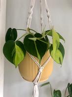Philodendron Brasil in gele Elho Vibes pot, Ophalen, Overige soorten, In pot, Minder dan 100 cm