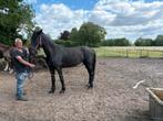 Te koop: 9-jarige zwarte merrie, Dieren en Toebehoren, Paarden, Merrie